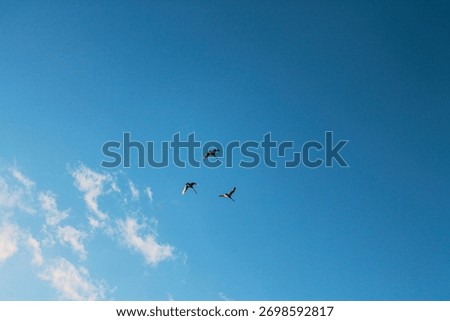 three storks soaring in the sky