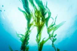 Three Strands Of Kelp Wave Lazily Up In The Ocean Current