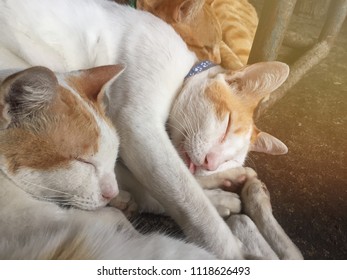 Three stray bicolor cats are deeply sleeping together on the cement floor because weather is cold. One has tongue come out of mouth. Look comfort in lazy day. Some cats are wearing colorful collars. - Shutterstock ID 1118626493
