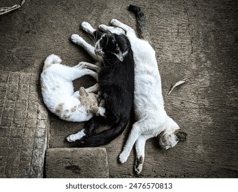 Three stray cats laying on concrete floor. Domestic short haired cat - Powered by Shutterstock