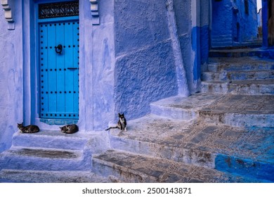 Three stray cats outside a house door of a house inside the Chefchaouen Medina, Morocco. Early morning scene at the Moroccan blue city. Nobody except the cats. - Powered by Shutterstock