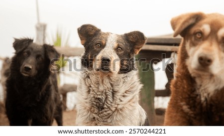 Similar – Image, Stock Photo three stray mongrel dogs on the destroyed street of Mariupol
