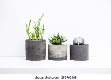 Three succulents or cactus in concrete pots over white background on the shelf.
