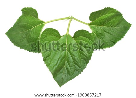 Three sunflower leaf isolated on white background. Flat lay, top view