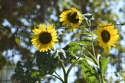 Three Sunflowers Behind Barbed Wire