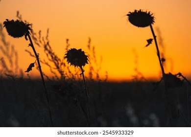 three sunflowers in the field on the background of the sunset - Powered by Shutterstock