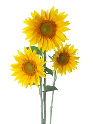 Three Sunflowers Isolated On A White Background