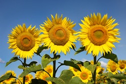  Three Sunflowers On Early Morning In A Field On A Background Of Blue Sky