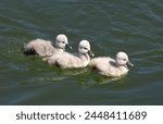 Three swan young of Mute Swan (Cygnus olor), just a few days old, swimming one behind the other on the water of a river                