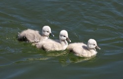 Three Swan Young Of Mute Swan (Cygnus Olor), Just A Few Days Old, Swimming One Behind The Other On The Water Of A River                
