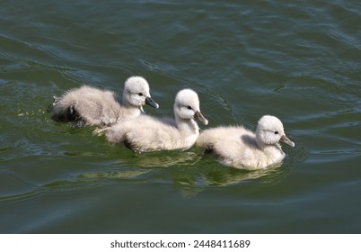 Three swan young of Mute Swan (Cygnus olor), just a few days old, swimming one behind the other on the water of a river                 - Powered by Shutterstock