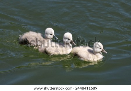 Three swan young of Mute Swan (Cygnus olor), just a few days old, swimming one behind the other on the water of a river                