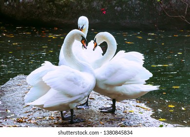 3 Swans High Res Stock Images | Shutterstock