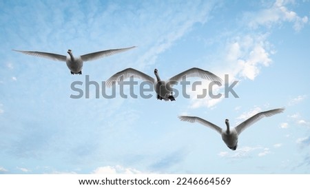 Three swans (Cygnus Cygnus) in flight. Birds image with copy space.