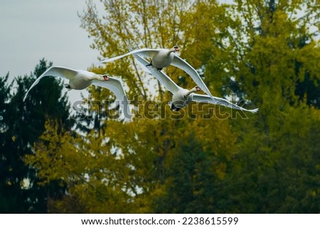Three swans flying in sync over forest