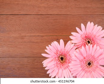 Three sweet pink Gerbera flower  on dark wood background in top view
