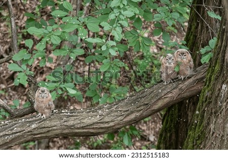 Three Tawny owls ( Strix aluco ) in the forest on the branch of an acacia.