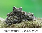 Three Theloderma corticale (Vietnamese mossy frog) juvenile on moss, Mossy tree frog camouflage on moss, Mossy tree frog on moss