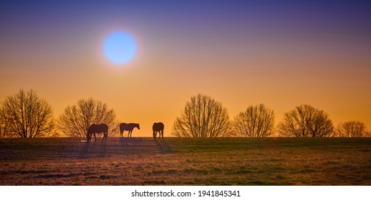 Three thoroughbred horses grazing with rising morning sun.