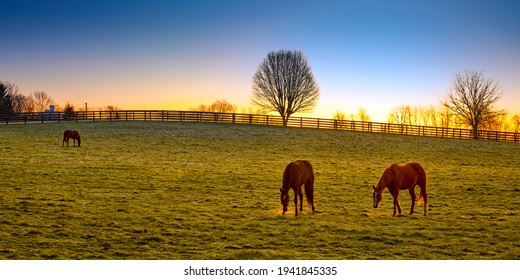 Three thoroughbred horses grazing at sunrise in a field. - Powered by Shutterstock