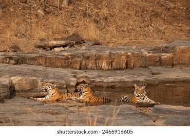 Three Tiger sibling relaxing in a water body at Panna Tiger Reserve, Madhya pradesh, India - Powered by Shutterstock