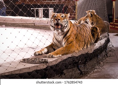 Three tigers are laying on the sides of the circus arena. The nearest one with opened mouth is looking at the photographer. A grid is stretched around the perimeter of the arena