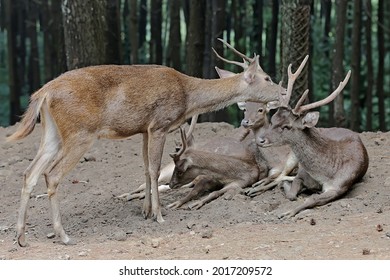 Three Timor Deer (Cervus Timorensis) Resting In The Bushes. 