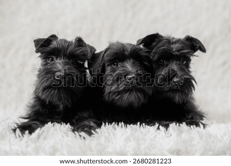 Three tiny black miniature schnauzer puppies sitting curiously on a white cozy blanket