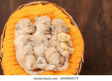 Three tiny cozy newborn Toy Poodle puppies sleep inside basket. Top down view. Empty space for text - Powered by Shutterstock