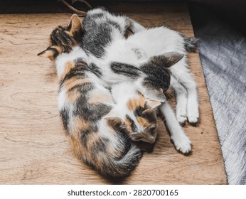 Three tiny kittens sleeping curled together on warm wooden floor, soft fur, peaceful rest.