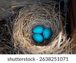 Three tiny robin eggs sit close together in their nest.