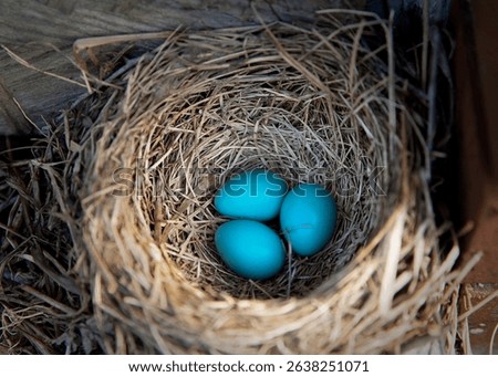 Three tiny robin eggs sit close together in their nest.