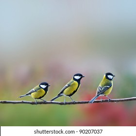 Three Titmouse Birds