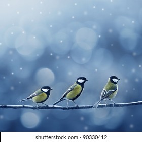 three titmouse birds in winter time