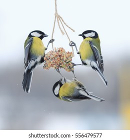 Oiseau Hiver Stock Photos Images Photography Shutterstock