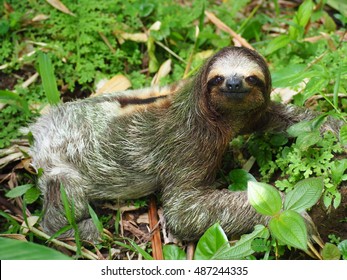 Three Toad Sloth On The Ground