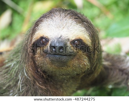 Three toad sloth on the ground