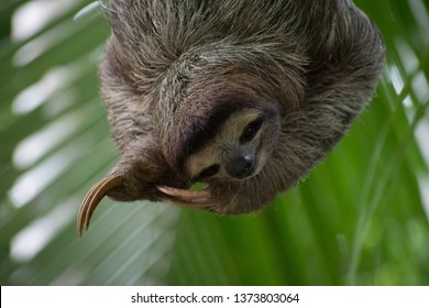 Three Toad Sloth Smilingm And Hanging From A Palm Showing His Claws.