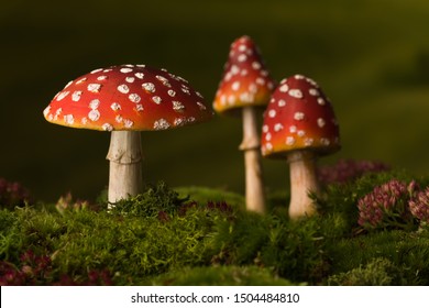 Three toadstools fly agaric to be used for digital fairytale composites