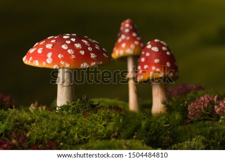 Three toadstools fly agaric to be used for digital fairytale composites