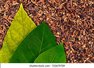 Three Tobacco Green  Leaf On Tobacco Dry Background. High Quality Green Tobacco Leaf And Dry Cut Tobacco  Big Leaf, Macro Close Up.