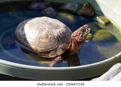 106 Three toed box turtle Images, Stock Photos & Vectors | Shutterstock