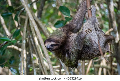 Three Toed Sloth