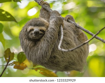 Three Toed Sloth In Costa Rica 