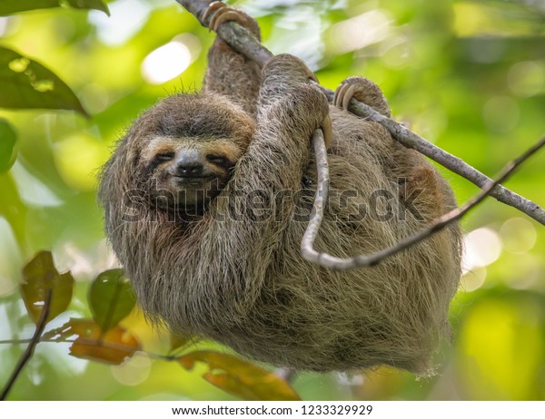 Three Toed Sloth in Costa Rica\
