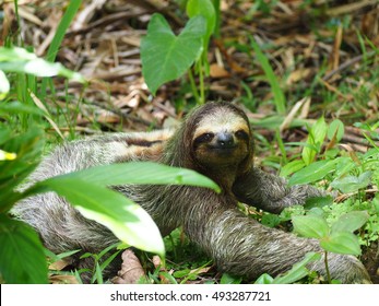 Three Toed Sloth Crawling On The Ground