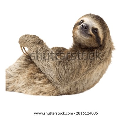 Three Toed Sloth Lying Relaxed Full Body Looking Up Isolated On White Background