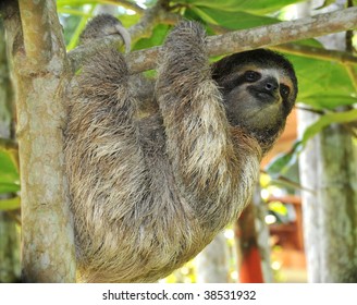 Three Toed Sloth, Male Juvenile, Costa Rica