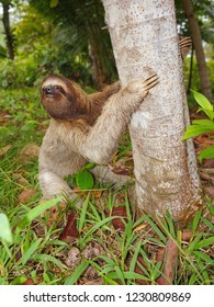 A Three Toed Sloth On The Ground Begins To Climb A Tree, Panama, Central America