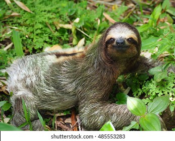 Three Toed Sloth On The Ground